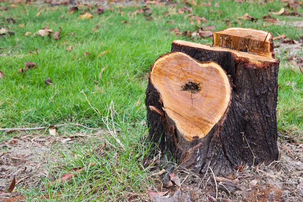 What Is The Fastest Way To Remove A Tree Stump Localsearch