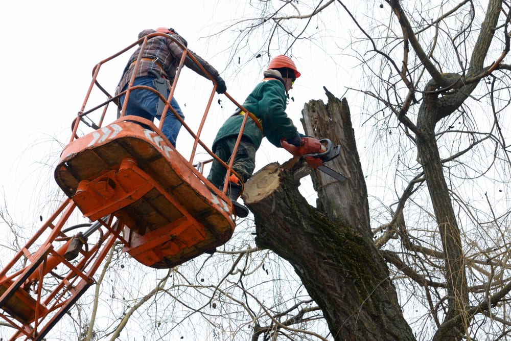 what-does-an-arborist-do-localsearch