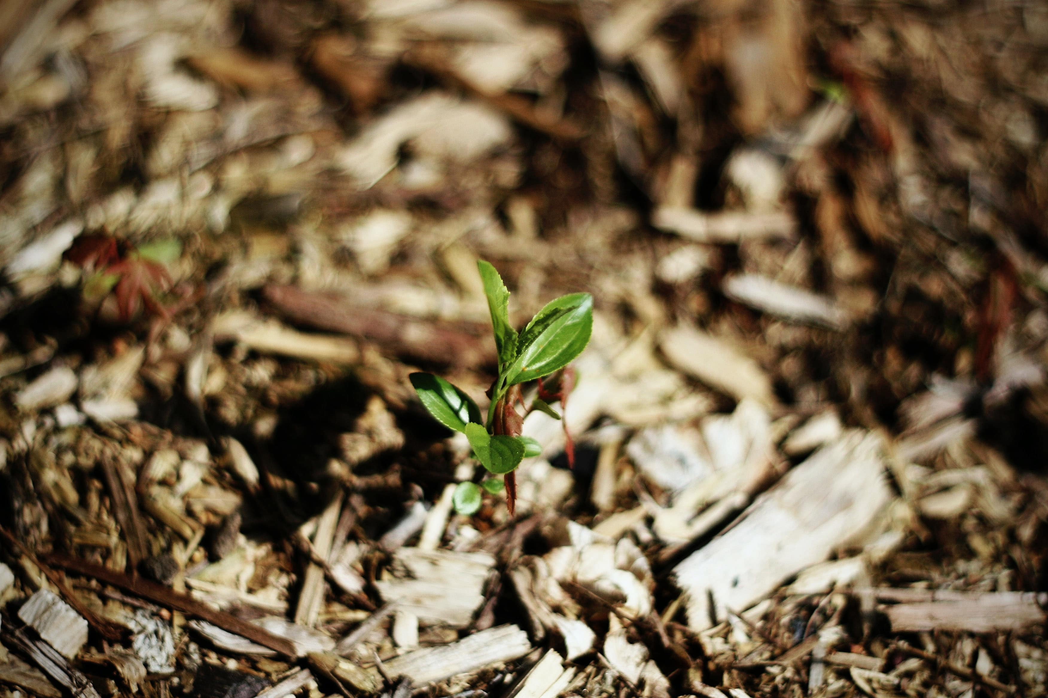 benefits-of-sugar-cane-mulch-localsearch