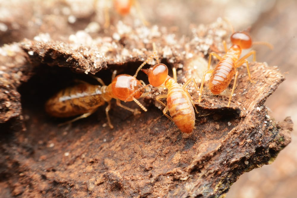Flying Termites Localsearch
