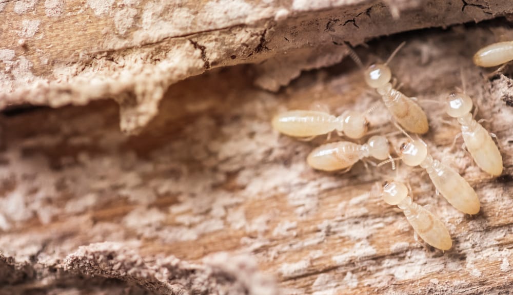 Does Cypress Mulch Attract Termites? Localsearch