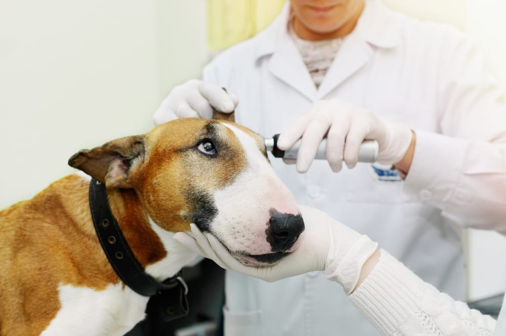 how much is a vet check up for a puppy